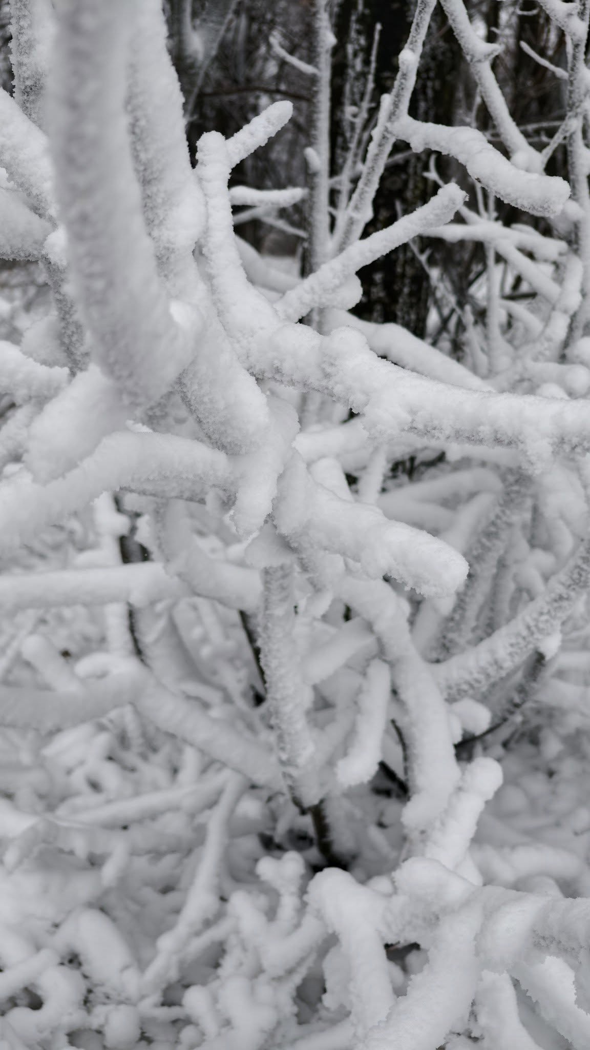 ivanscica snijeg – zoran stanko (1)