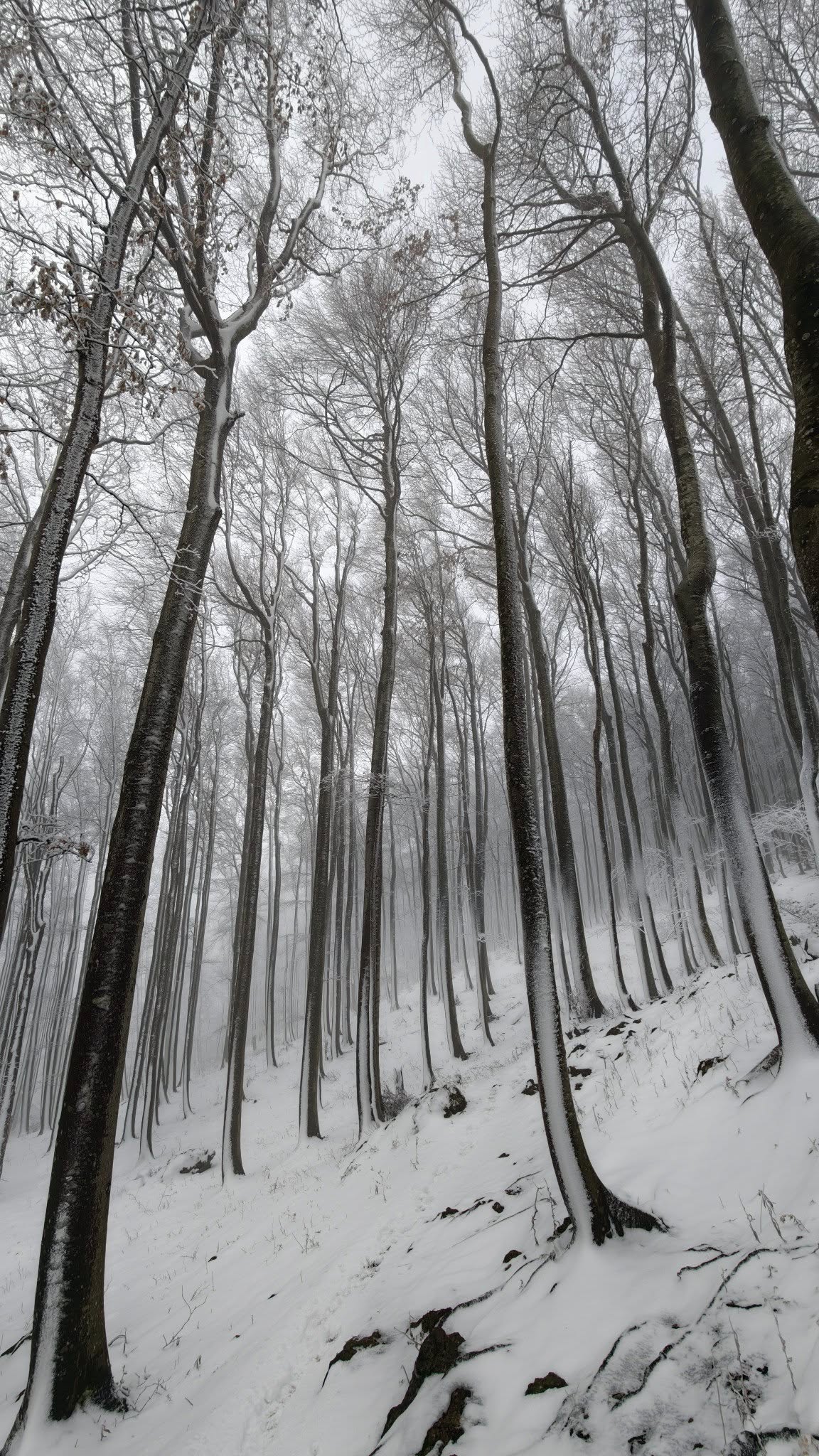 ivanscica snijeg – zoran stanko (2)