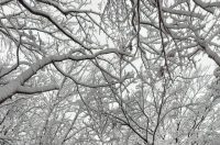 ivanscica snijeg – zoran stanko (6)