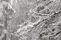 ivanscica snijeg – zoran stanko (8)