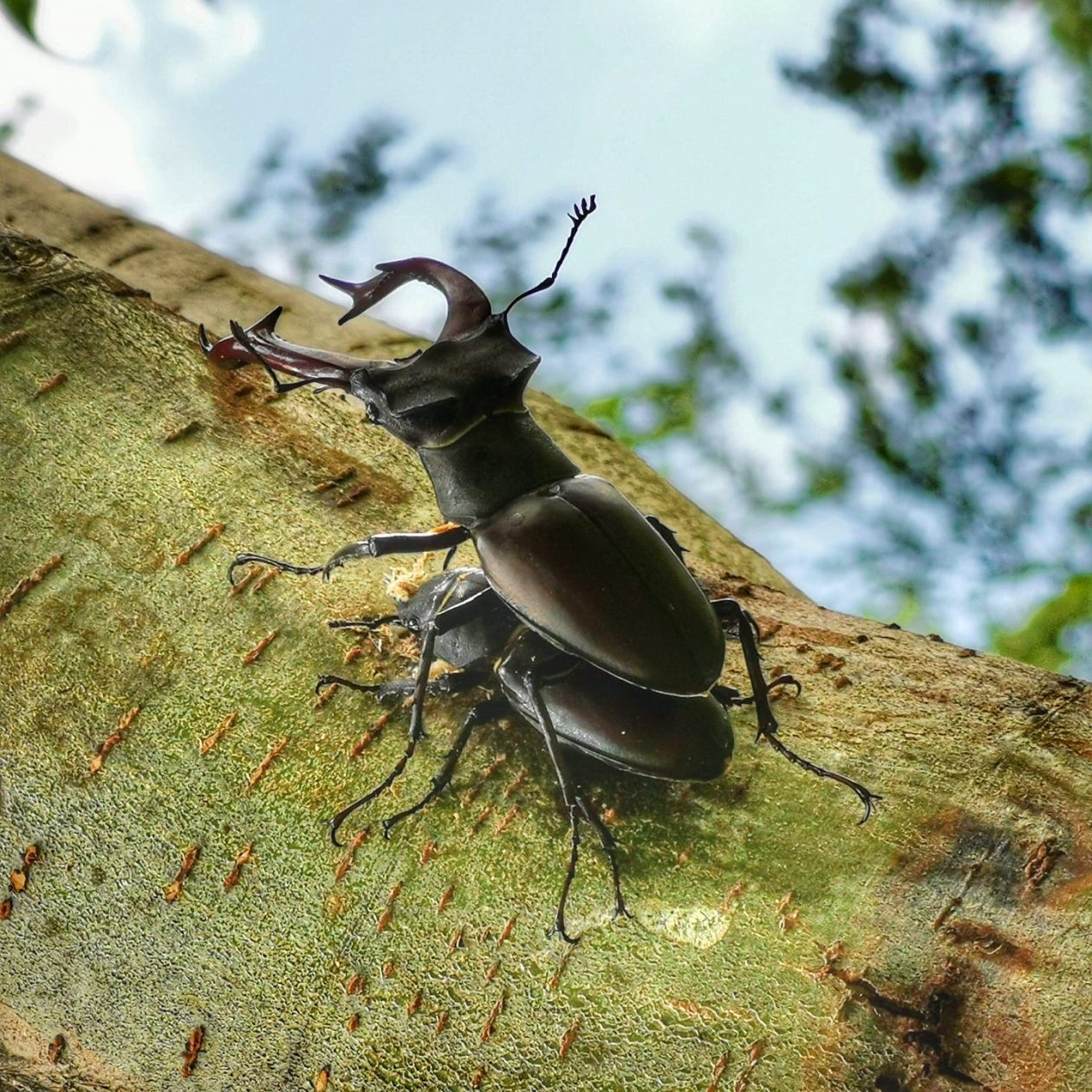 jelenak – goran stimec