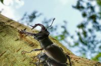 jelenak – goran stimec jelenak – goran stimec