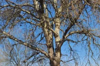 kavica i cista dravica 11 kavica i cista dravica 11