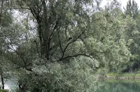 kavica i cista dravica 17 kavica i cista dravica 17