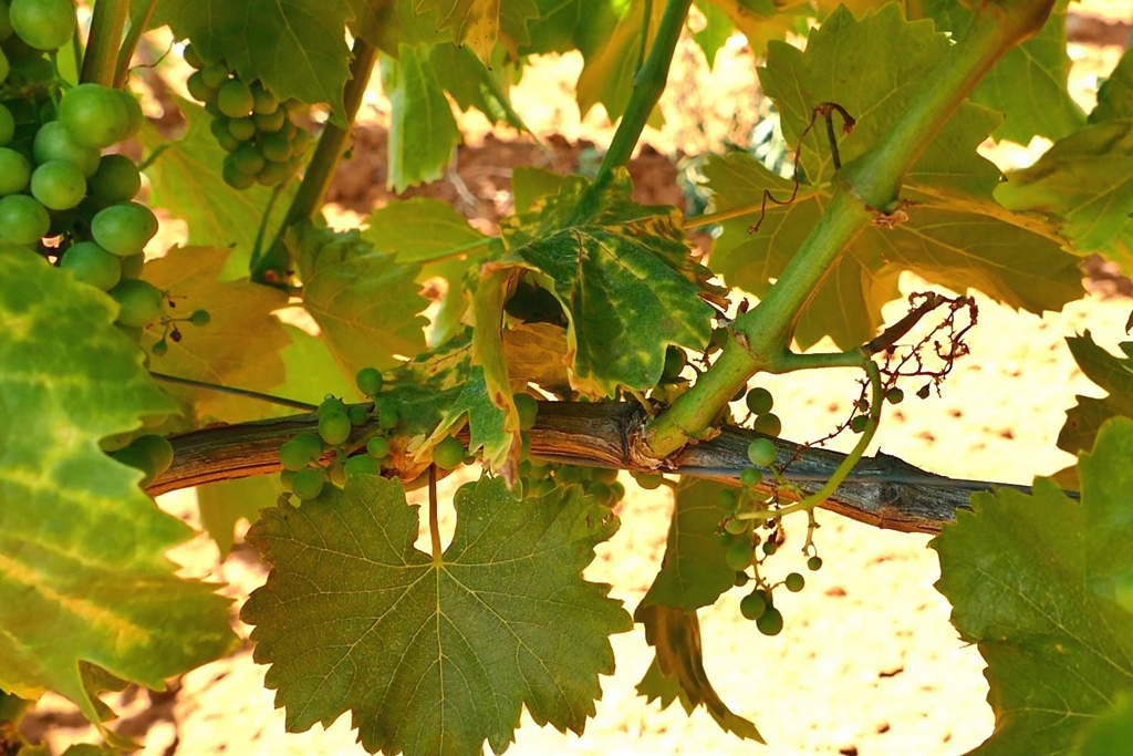 klenovnik-vinova loza-zutica
