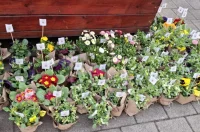 mali zadrugari III osnovna skola 2