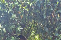 novi marof 1 novi marof 1