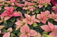 obrt cepanec (13) obrt cepanec (13)