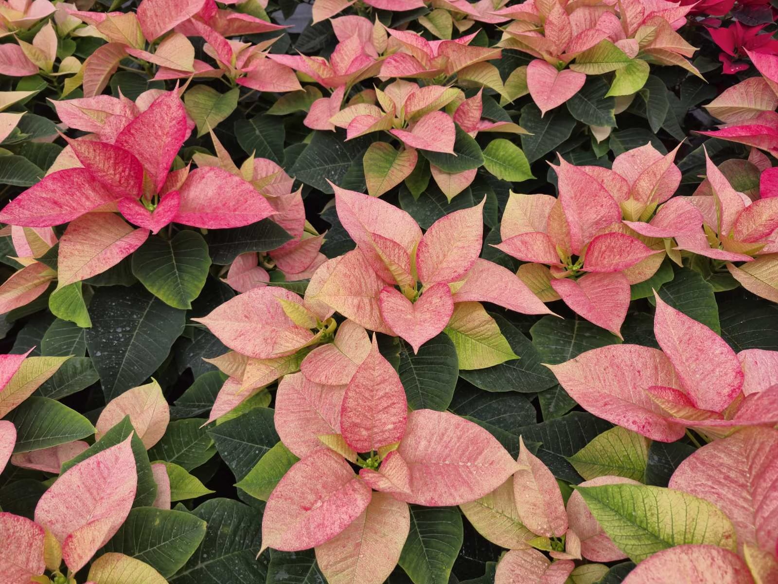 obrt cepanec (13) obrt cepanec (13)