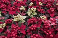 obrt cepanec (14) obrt cepanec (14)