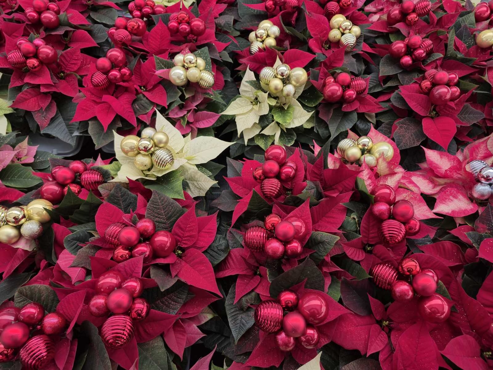 obrt cepanec (14) obrt cepanec (14)