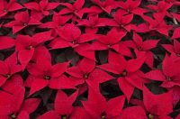 obrt cepanec (15) obrt cepanec (15)