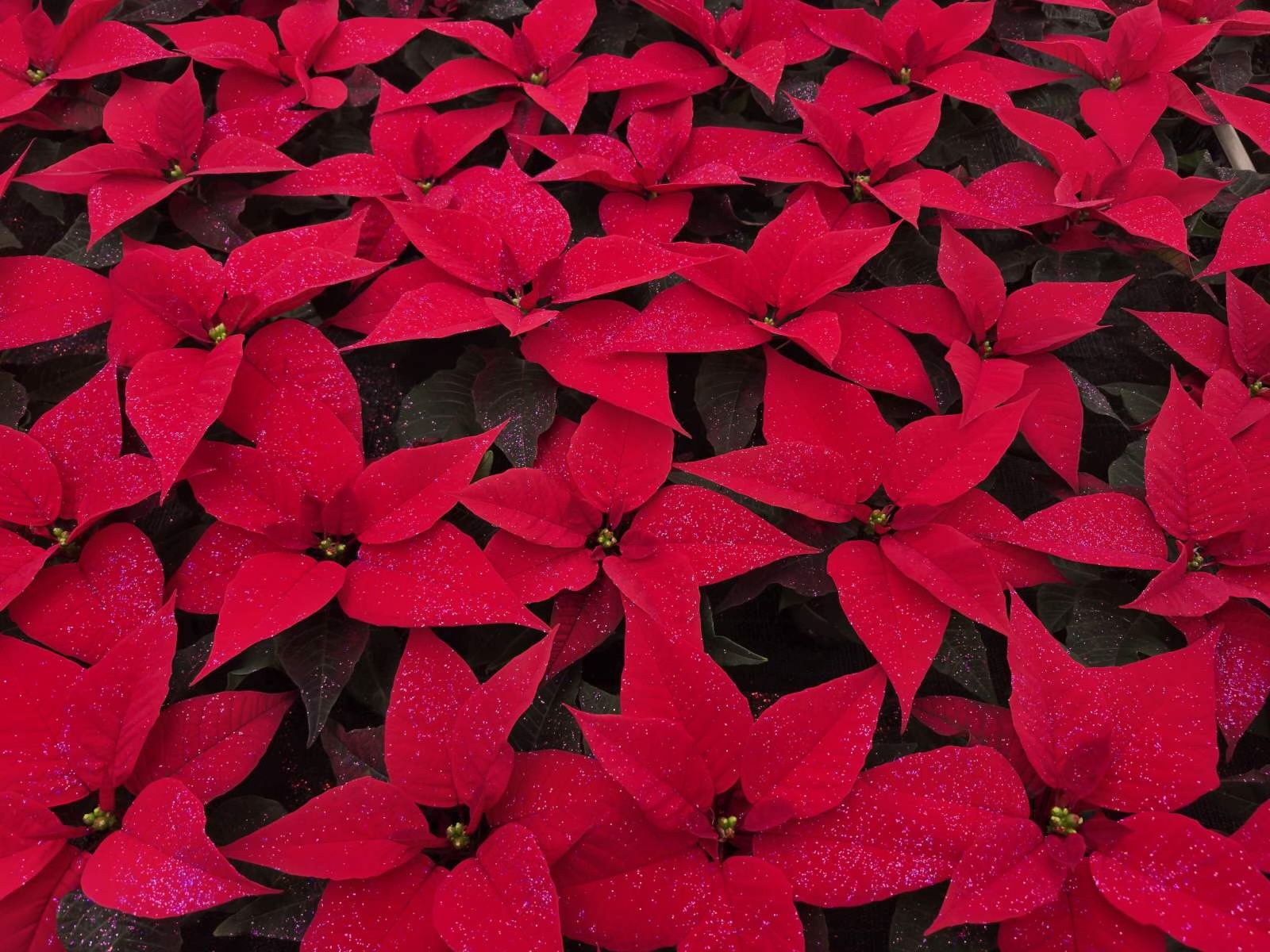 obrt cepanec (15) obrt cepanec (15)