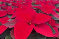 obrt cepanec (16) obrt cepanec (16)