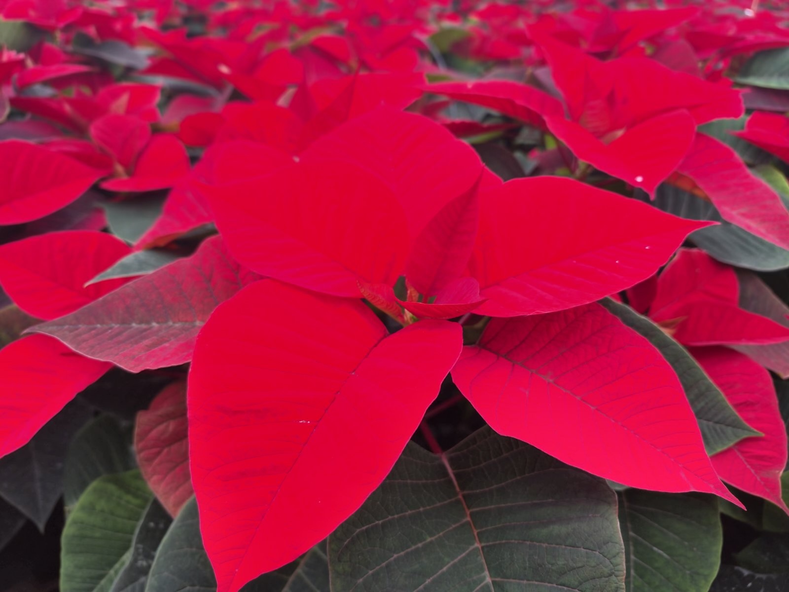 obrt cepanec (16) obrt cepanec (16)