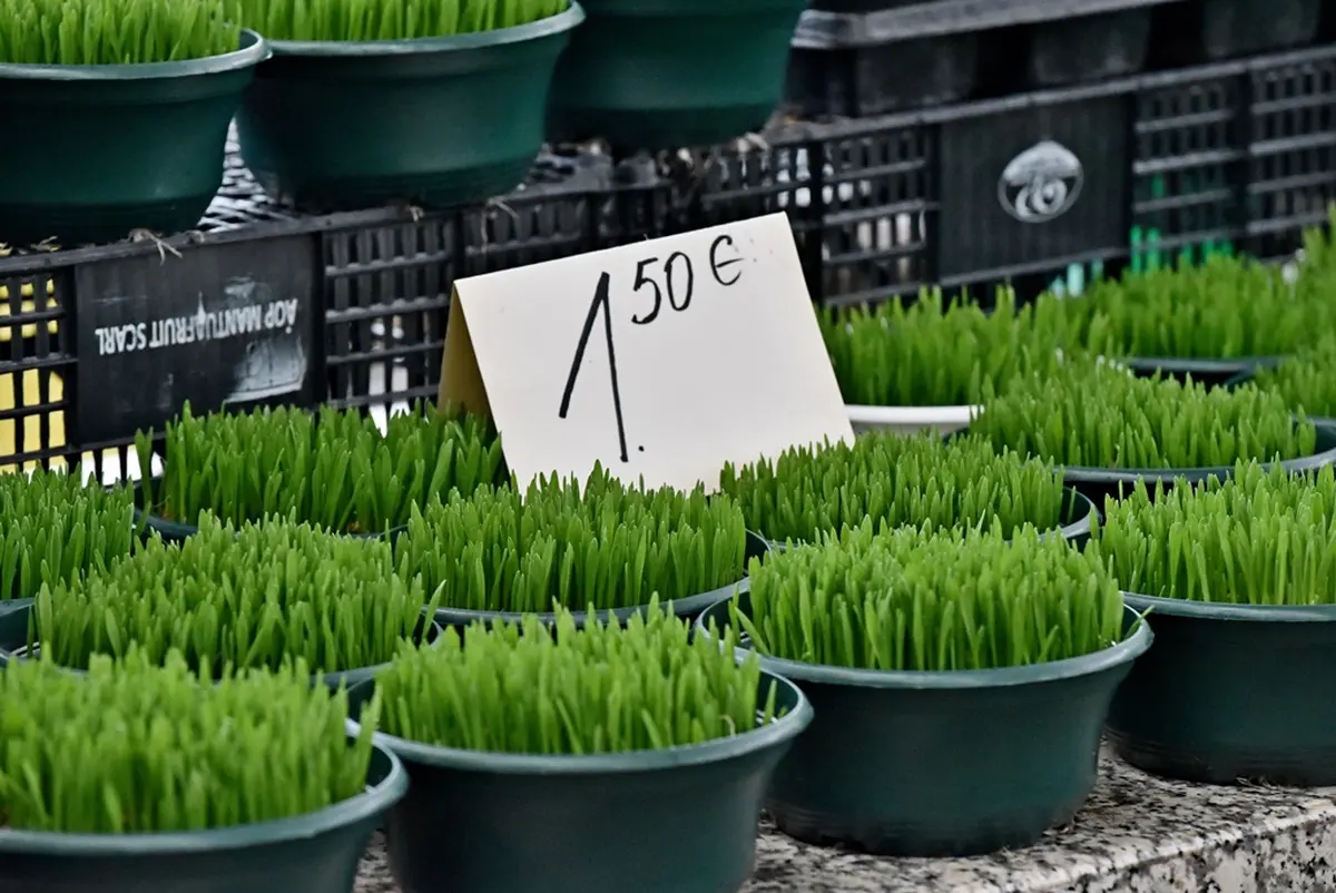 plac 20 12 2025 – vzhr 06