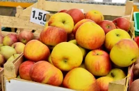 plac jabuke musmule zelje – vzhr 04 plac jabuke musmule zelje – vzhr 04