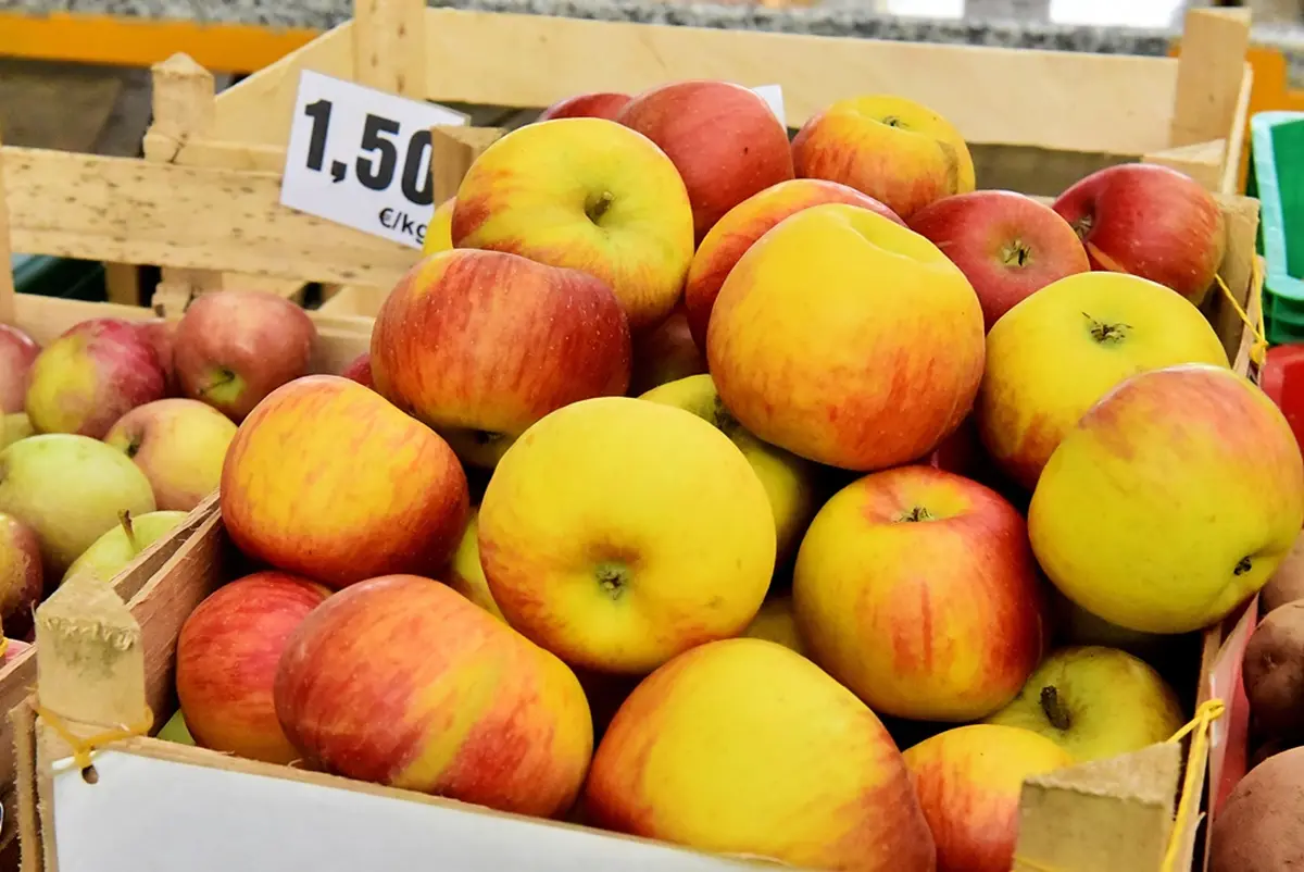 plac jabuke musmule zelje – vzhr 04 plac jabuke musmule zelje – vzhr 04