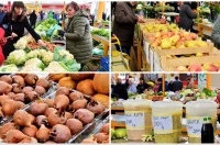 plac jabuke musmule zelje – vzhr 21 plac jabuke musmule zelje – vzhr 21