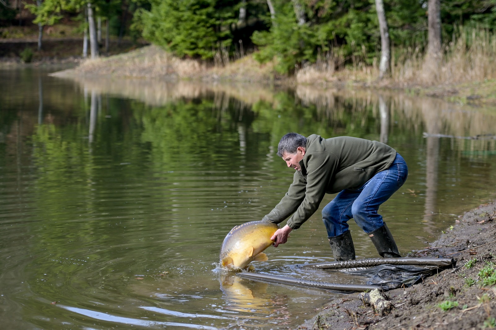 poribljavanje_trakoscansko_jezero_2025 (1) poribljavanje_trakoscansko_jezero_2025 (1)