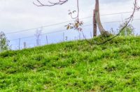 šetnja za generala Dvekara (9)