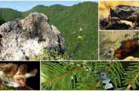 siljevec natura 2000 v2 siljevec natura 2000 v2