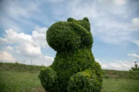 sracinec hercegbosna 05 sracinec hercegbosna 05