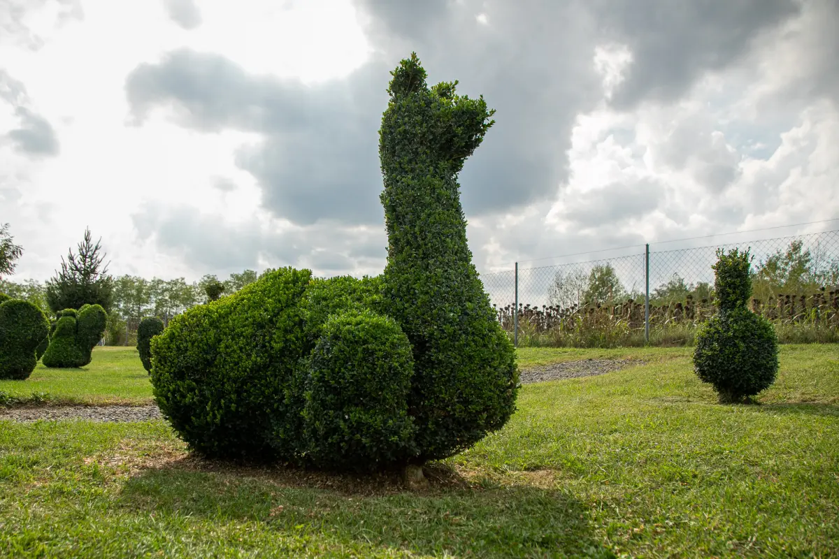 sracinec hercegbosna 13 sracinec hercegbosna 13