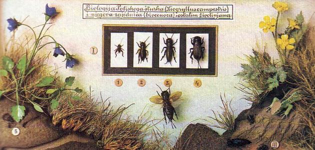 svijet-kukaca franjo koscec