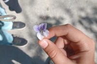 toplička planinarska šetnica (7)