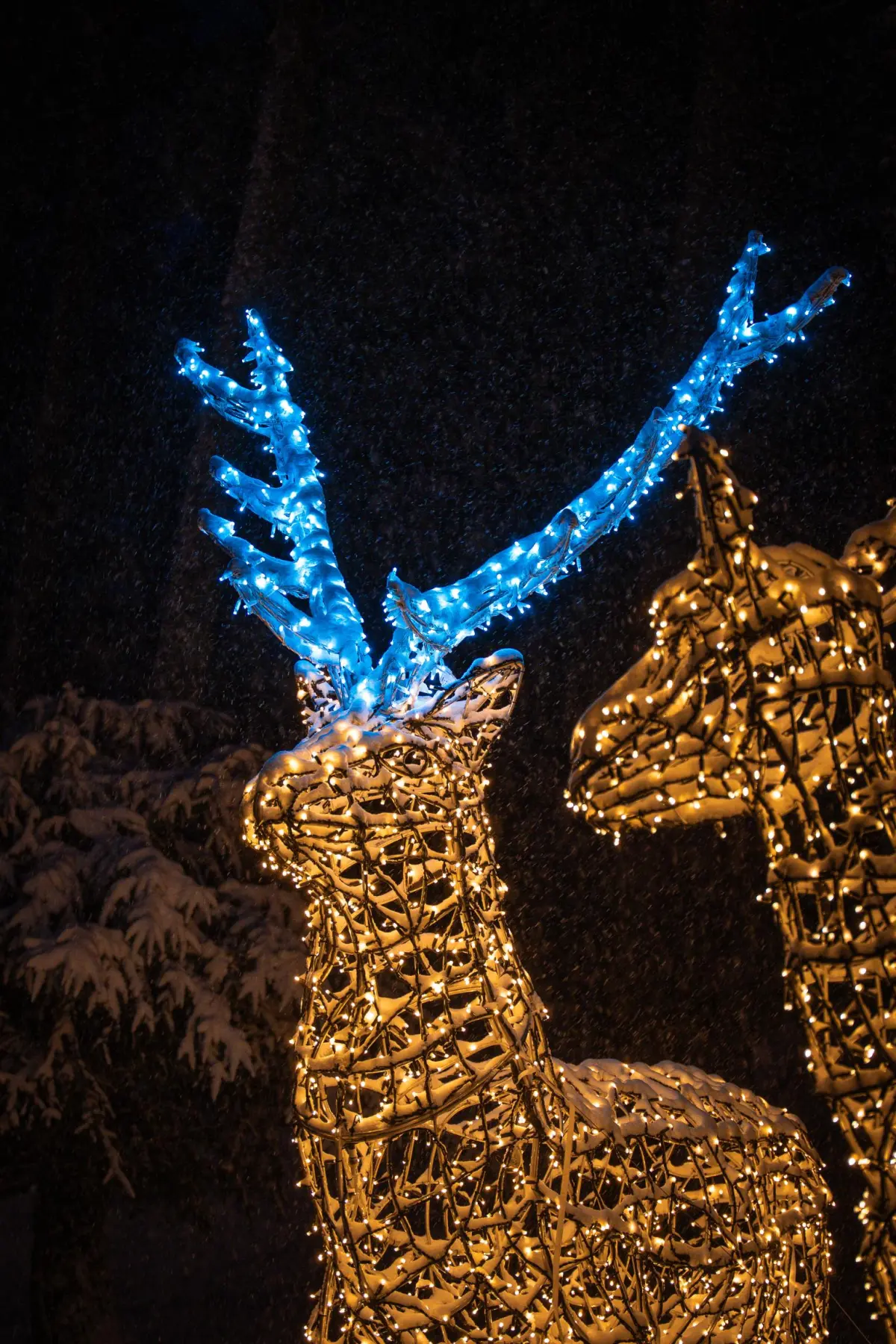 trakoscan-11 trakoscan-11