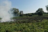 trnovec (1) trnovec (1)