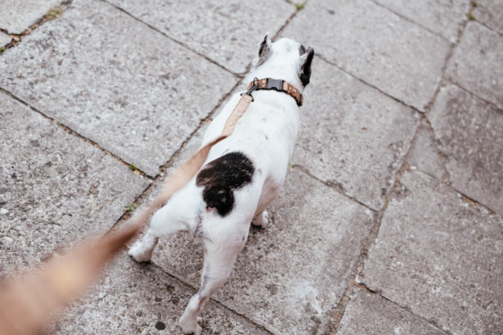 trnovec (1) trnovec (1)