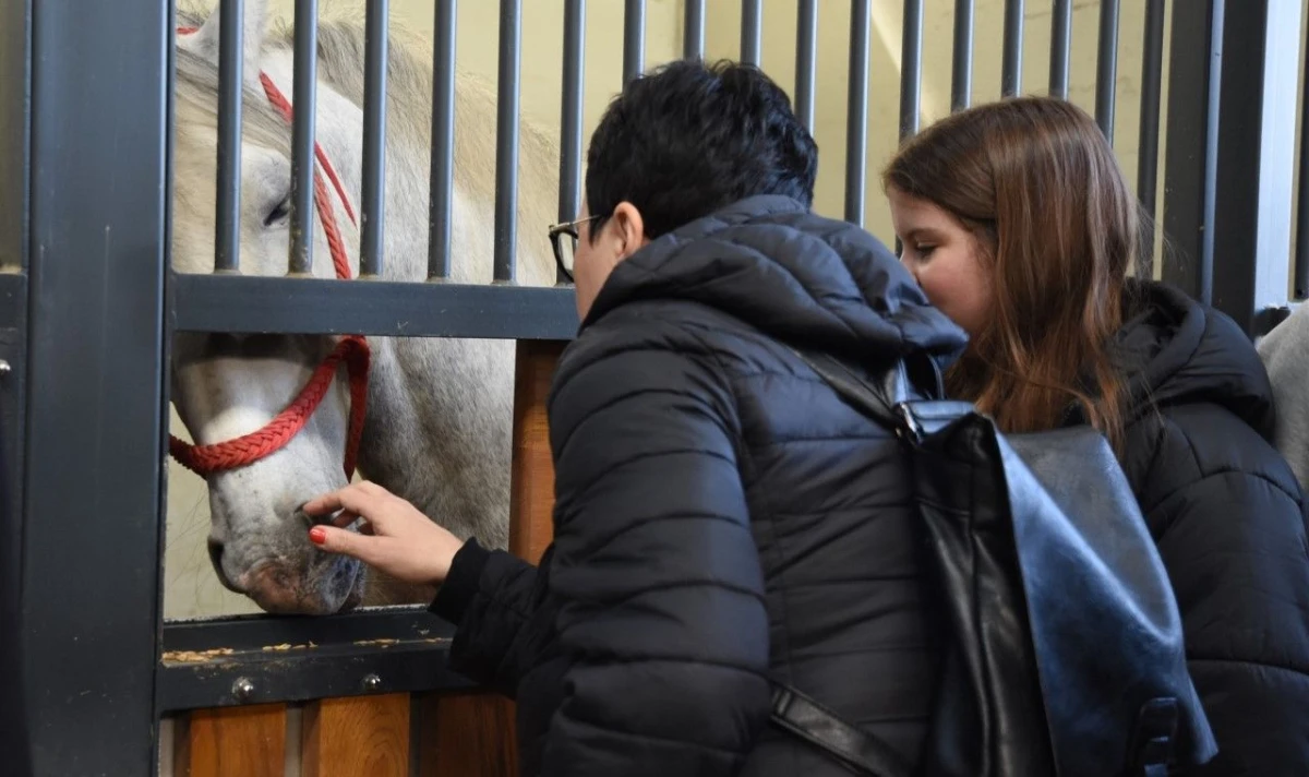 udvdr ivanec – 01 – Lipik ergela – 06 udvdr ivanec – 01 – Lipik ergela – 06