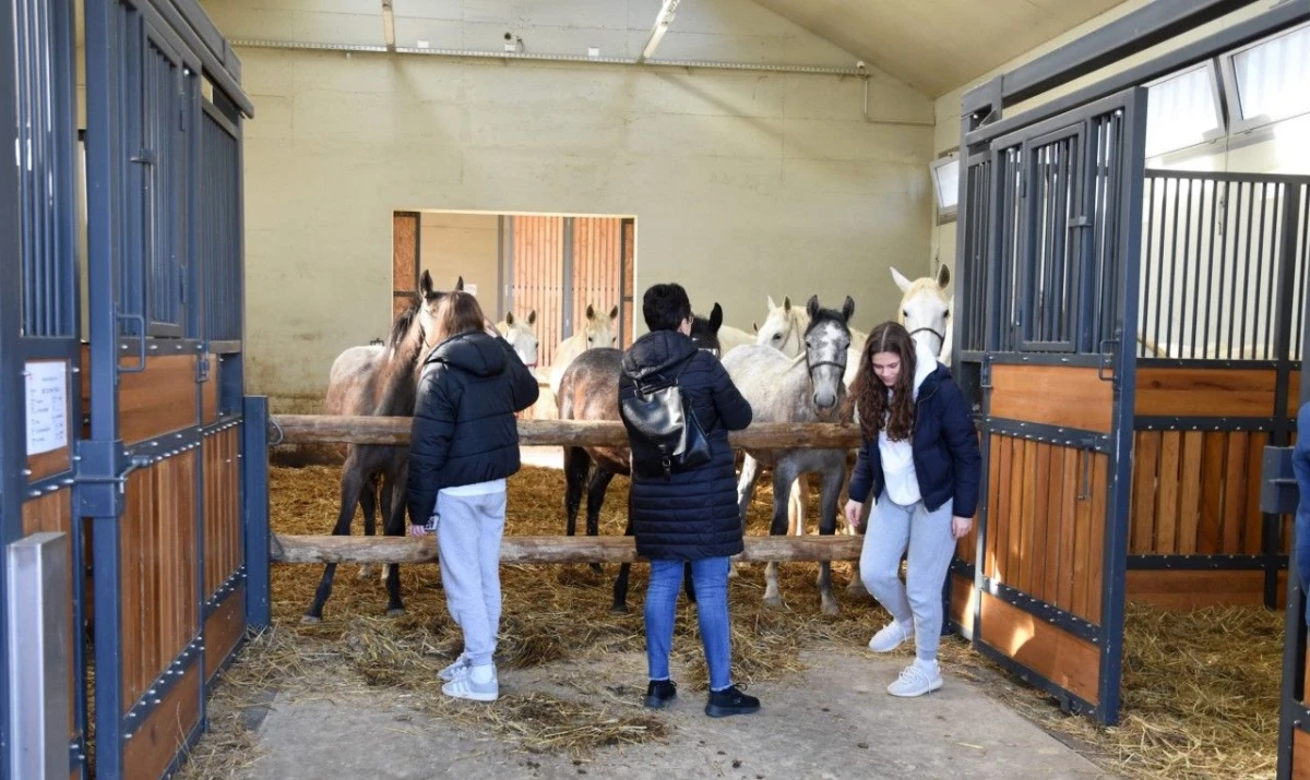 udvdr ivanec – 01 – Lipik ergela – 07 udvdr ivanec – 01 – Lipik ergela – 07