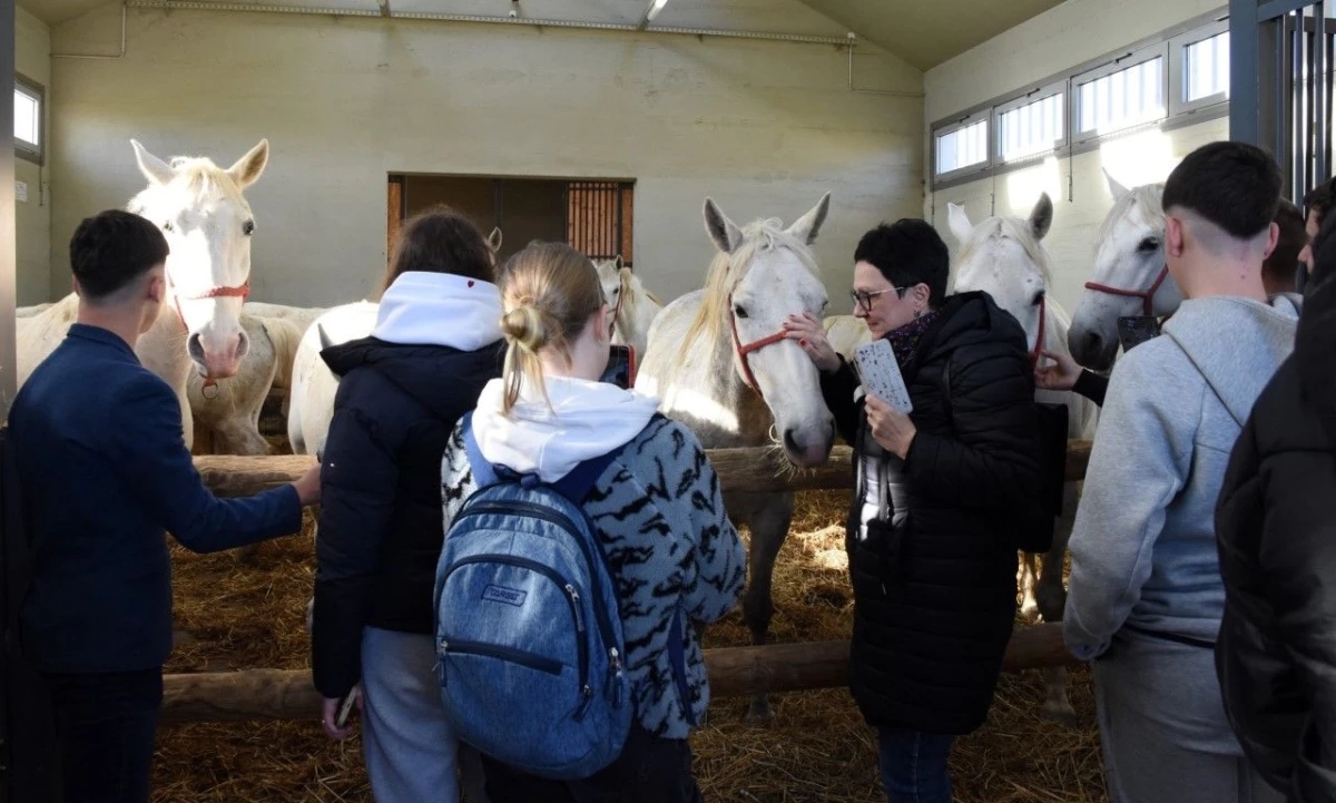 udvdr ivanec – 01 – Lipik ergela – 08 udvdr ivanec – 01 – Lipik ergela – 08