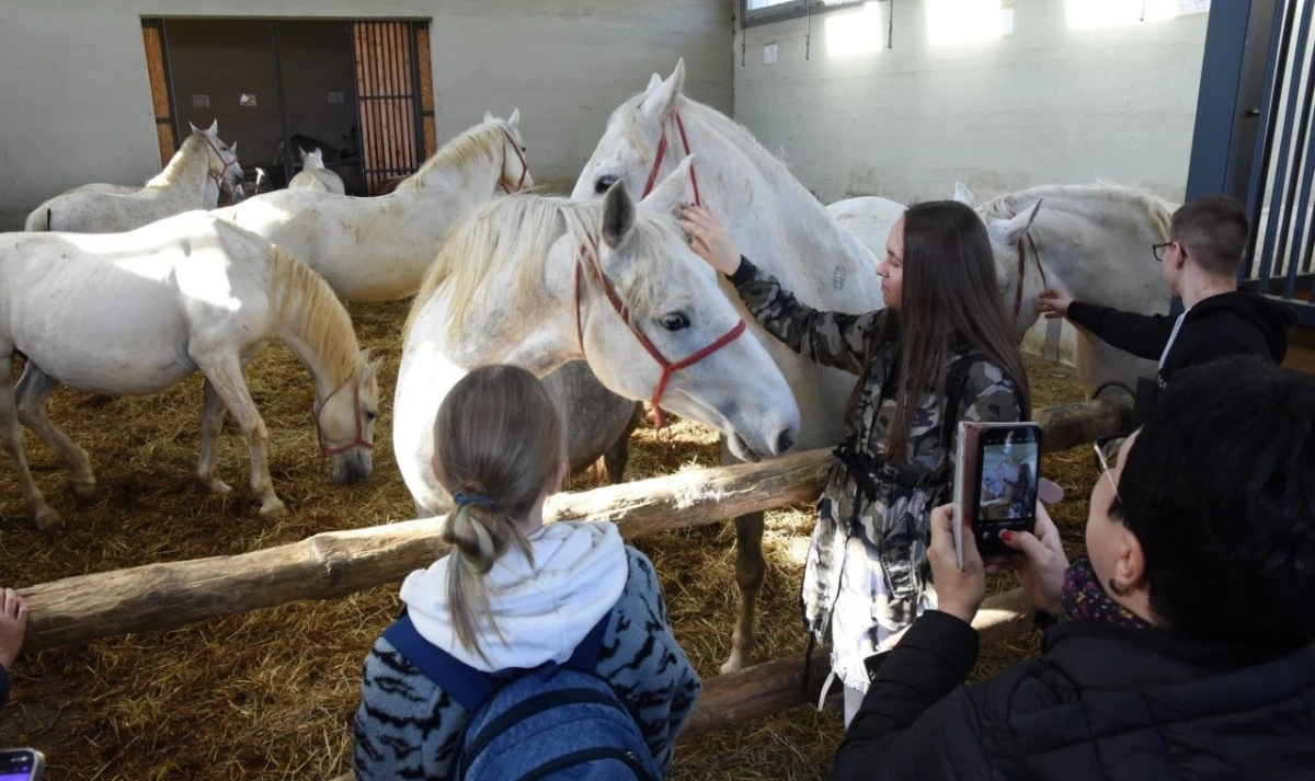 udvdr ivanec – 01 – Lipik ergela – 09 udvdr ivanec – 01 – Lipik ergela – 09