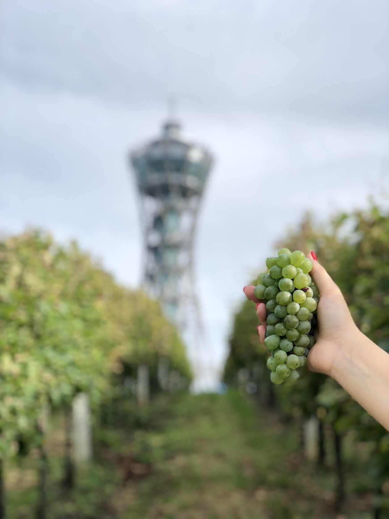 vinariumlendava_funkitmareting