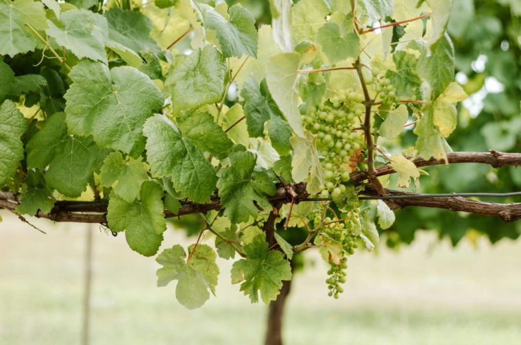 vinova loza vinograd grožđe opć bedn vinova loza vinograd grožđe opć bedn