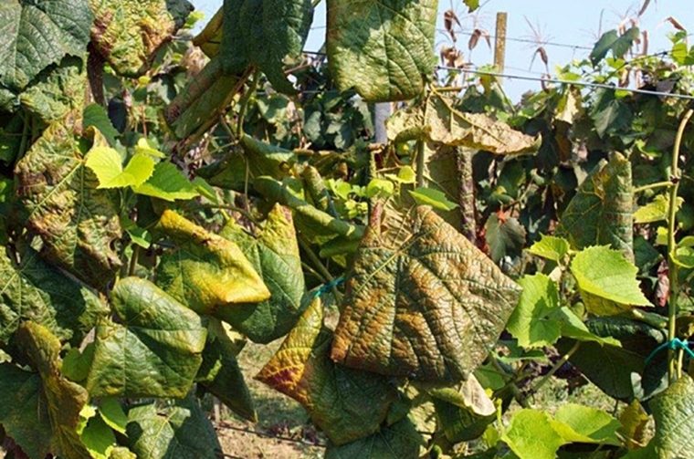 vinova loza – zlatna zutica