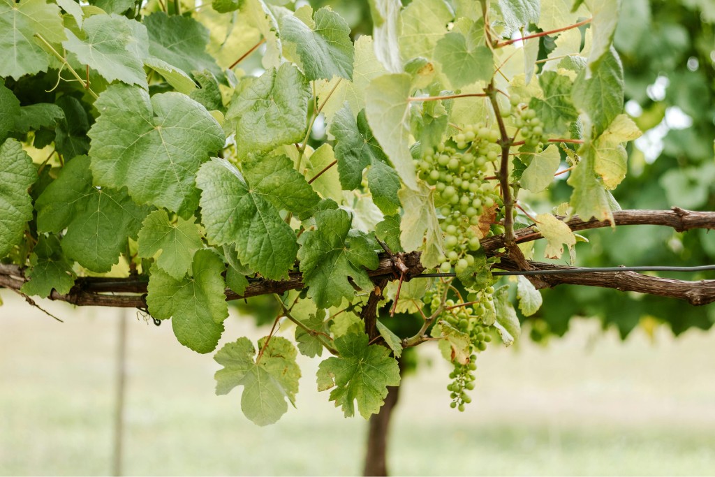 vinova loza vinograd grožđe opć bedn vinova loza vinograd grožđe opć bedn