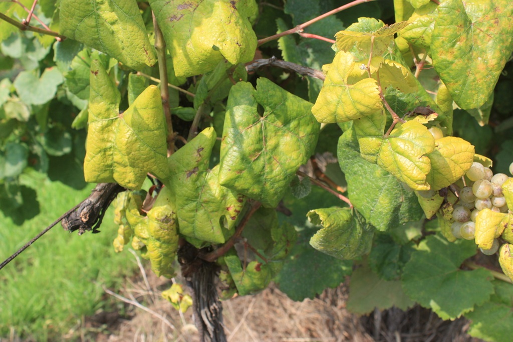 zlatna-zutica-vinove-loze-1 zlatna-zutica-vinove-loze-1