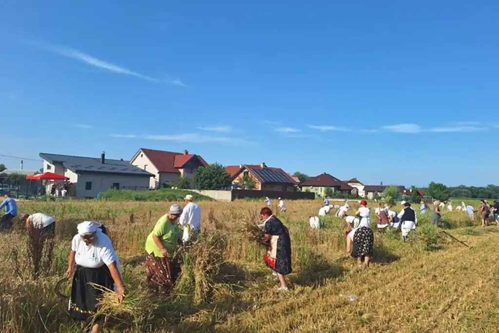 žetvene svečanosti, trnovec002