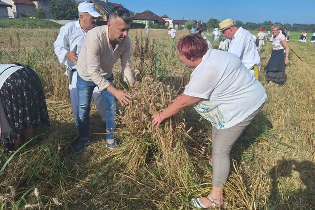 žetvene svečanosti, trnovec003
