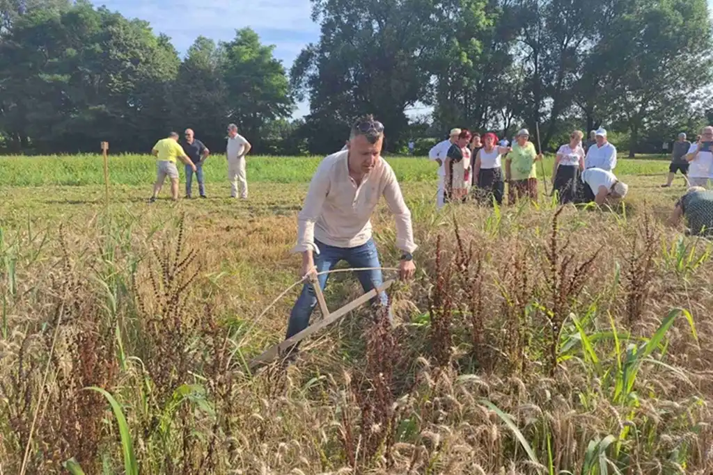 žetvene svečanosti, trnovec005