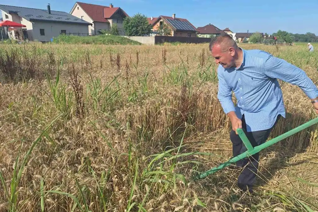 žetvene svečanosti, trnovec006