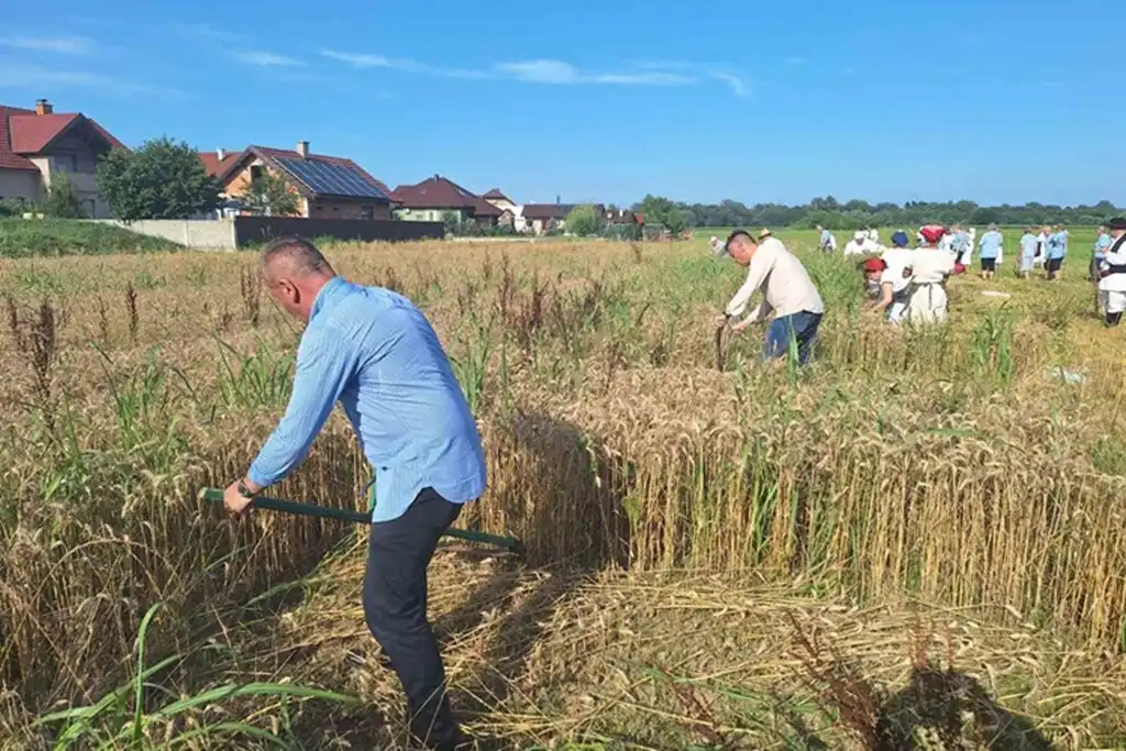 žetvene svečanosti, trnovec007